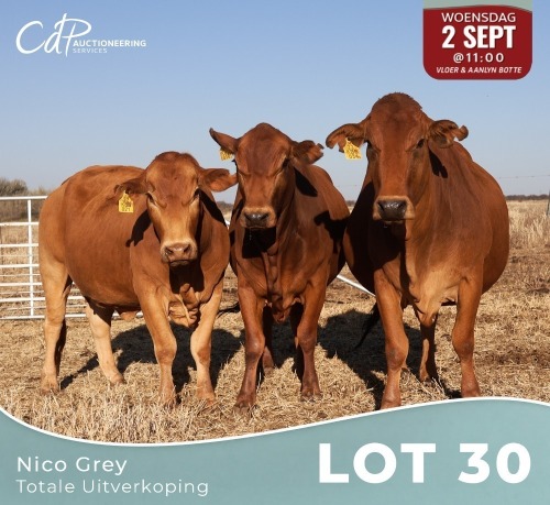 3 X BORAN KOEIE Louw Snyman (Per animal to take the lot)
