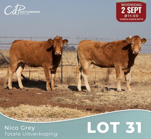 2 X LIMOUSINE VERSE Nico Grey (Per animal to take the lot)