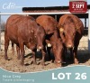 3 X BONSMARA VERSE Louw Snyman (Per animal to take the lot)