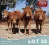 4 X LIMOUSINE VERSE Nico Grey (Per animal to take the lot)