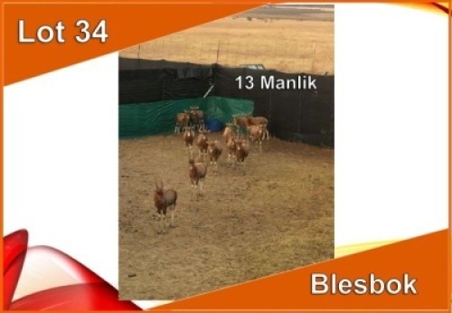 13x BLESBOK/BLESBUCK M:13 (Per stuk om lot te neem)
