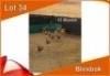 13x BLESBOK/BLESBUCK M:13 (Per stuk om lot te neem)