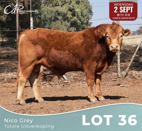 1 X LIMOUSINE BUL Nico Grey