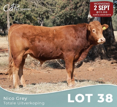 1 X LIMOUSINE BUL Nico Grey