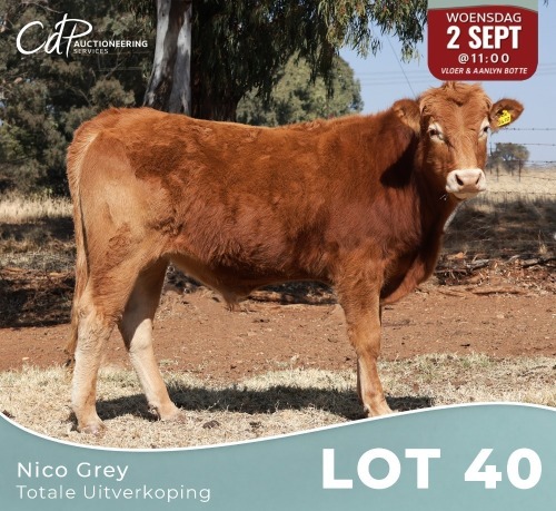 1 X LIMOUSINE BUL Nico Grey