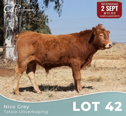 1 X LIMOUSINE BUL Nico Grey