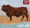 1 X BONSMARA BUL Louw Snyman