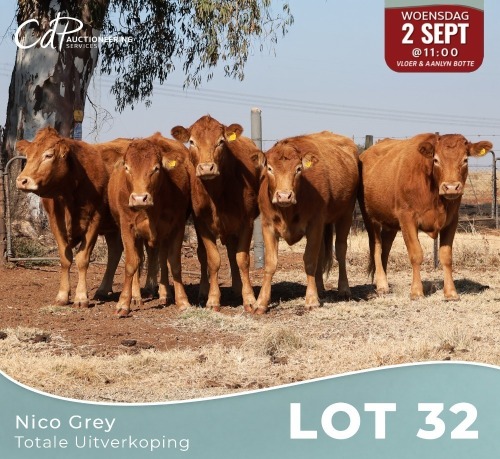 5 X LIMOUSINE KOEIE Nico Grey (Per animal to take the lot)
