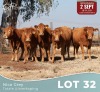 5 X LIMOUSINE KOEIE Nico Grey (Per animal to take the lot)