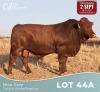 1 X BONSMARA BUL Louw Snyman