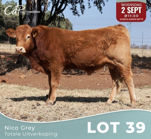 1 X LIMOUSINE BUL Nico Grey