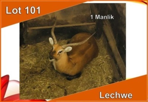 1x LECHWE M:1