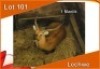 1x LECHWE M:1