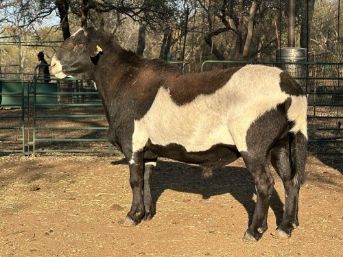1 X MEATMASTER RECORDED RAM CM DU PLESSIS