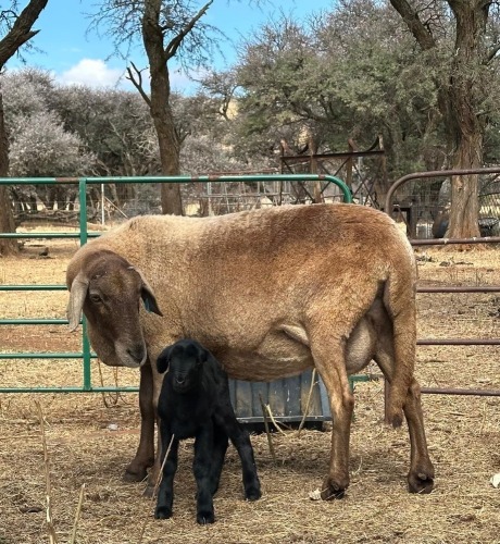 1+1 X MEATMASTER EWE CM DU PLESSIS