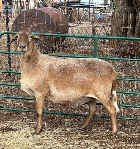 1 X MEATMASTER EWE CM DU PLESSIS