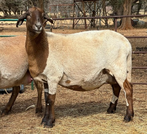 1 X MEATMASTER EWE CM DU PLESSIS