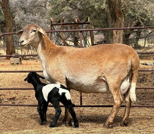 1+1 X MEATMASTER EWE CM DU PLESSIS