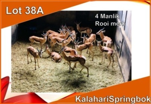 4x KALAHARI SPRINGBOK/SPRINGBUCK M:4 Rooi merk (Per stuk om lot te neem)
