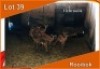 10x ROOIBOK/IMPALA V/F:10 (Per stuk om lot te neem)