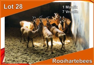 8x ROOIHARTEBEES/RED HEARTBEEST M:1 V/F:7 (Per stuk om lot te neem)