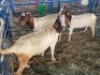 LOT 24 3X OOI/EWE BOERBOK Rhenosterhoek, Kobus van der Walt - 082926 0929 (Per stuk om lot te neem/Per Piece to take the lot)