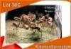 6x KALAHARI SPRINGBOK/SPRINGBUCK M:6 Groen merk (Per stuk om lot te neem)