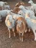 1 X Meatmaster X Wit dorper RAM