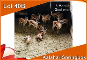 6x KALAHARI SPRINGBOK/SPRINGBUCK M:6 Geel merk (Per stuk om lot te neem)