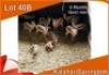 6x KALAHARI SPRINGBOK/SPRINGBUCK M:6 Geel merk (Per stuk om lot te neem)