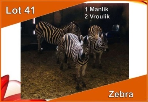 3x SEBRA/ZEBRA M:1 V/F:2 (Per stuk om lot te neem)