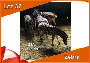 4x SEBRA/ZEBRA M:2 V/F:4 (Per stuk om lot te neem)