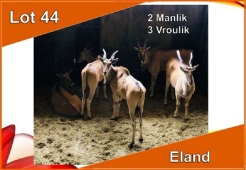 5x ELAND M:2 V/F:3 (Per stuk om lot te neem)