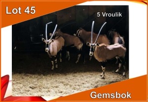 5x GEMSBOK/ORYX V/F:5 (Per stuk om lot te neem)