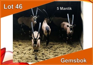 5x GEMSBOK/ORYX M:5 (Per stuk om lot te neem)