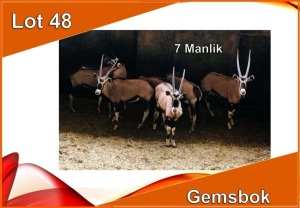 7x GEMSBOK/ORYX M:7 (Per stuk om lot te neem)