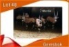 7x GEMSBOK/ORYX M:7 (Per stuk om lot te neem)