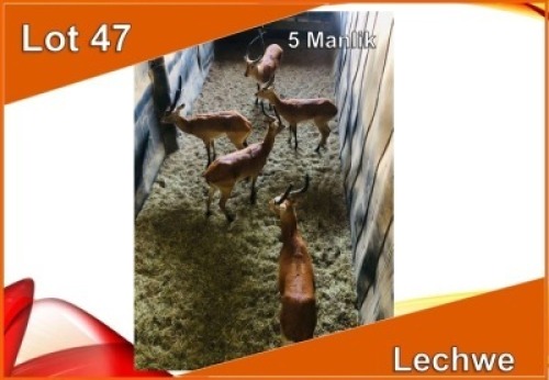 5x LECHWE M:5 (Per stuk om lot te neem)