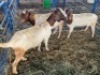 LOT 24 3X OOI/EWE BOERBOK Rhenosterhoek, Kobus van der Walt - 082926 0929 (Per stuk om lot te neem/Per Piece to take the lot) - 2