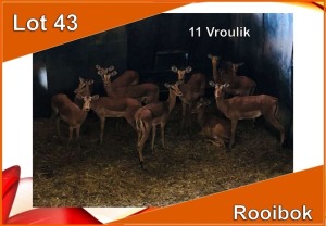 11x ROOIBOK/IMPALA V/F:11 (Per stuk om lot te neem)