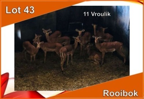 11x ROOIBOK/IMPALA V/F:11 (Per stuk om lot te neem)
