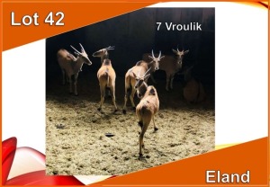 7x ELAND V/F:7 (Per stuk om lot te neem)