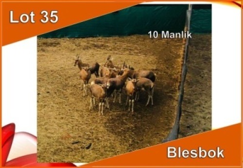 10x BLESBOK/BLESBUCK M:10 (Per stuk om lot te neem)