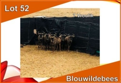 7x BLOUWILDEBEES/ BLUE WILDEBEEST V/F:7 (Per stuk om lot te neem)