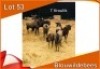 7x BLOUWILDEBEES/ BLUE WILDEBEEST V/F:7 (Per stuk om lot te neem)
