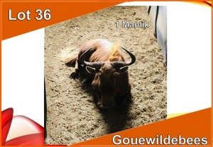 1x GOUE WILDEBEES/GOLDEN WILDEBEEST M:1