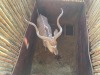 1 X KOEDOE - KUDU M:1 MULATI - 2