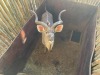 1 X KOEDOE - KUDU M:1 MULATI - 3