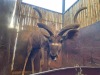 1 X KOEDOE - KUDU M:1 MULATI - 5