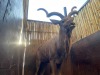 1 X KOEDOE - KUDU M:1 MULATI - 6
